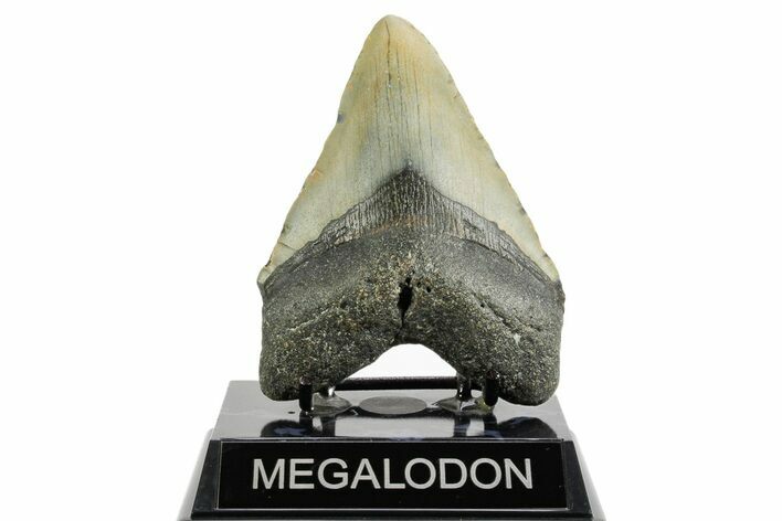 Fossil Megalodon Tooth - North Carolina #361701